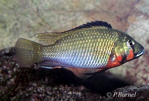 Thoracochromis brauschi han