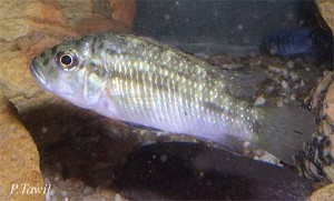 Thoracochromis brauschi hun