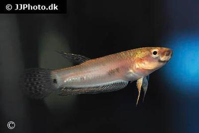 Betta pallifina