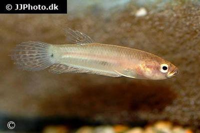 Betta pallifina