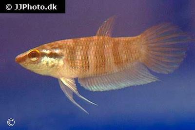 Betta pugnax