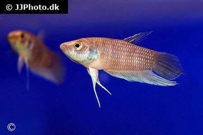 Betta pugnax