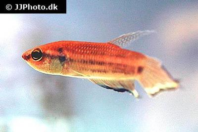 Betta enisae