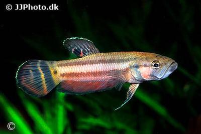 Betta macrostoma