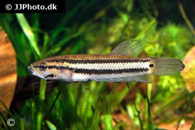 Betta macrostoma
