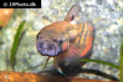 Betta macrostoma