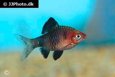 Puntius nigrofasciatus
