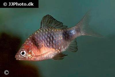 Puntius nigrofasciatus