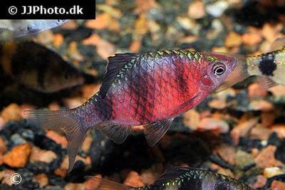 Puntius nigrofasciatus
