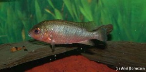 Tilapia bakossiorum