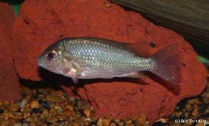 Tilapia bakossiorum