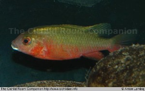 Tilapia bakossiorum han