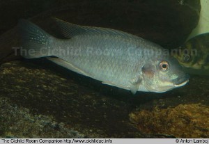 Tilapia bemini