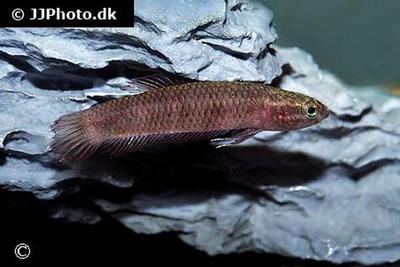 Betta uberis