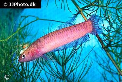 Betta uberis
