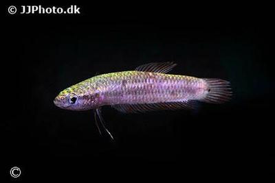 Betta uberis