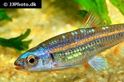 Notropis chrosomus