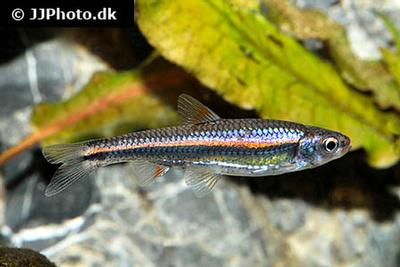 Notropis chrosomus