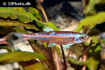 Notropis chrosomus