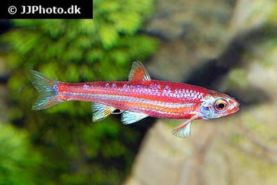 Notropis chrosomus