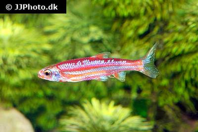 Notropis chrosomus