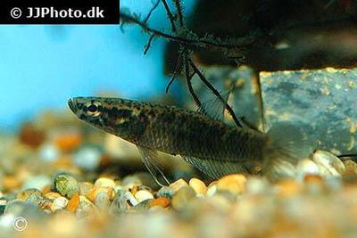 Betta  albimarginata