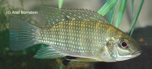 Tilapia brevimanus