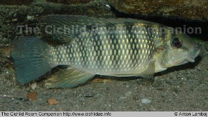 Tilapia brevimanus