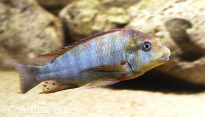 Nkondwe Han