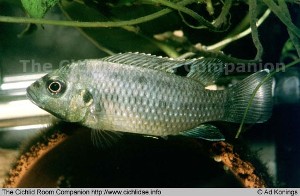 Tilapia busumana from Lake Busum Chi