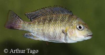 orthognathus tricolor "Mpimbwe"