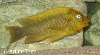 Petrochromis sp. "moshi yellow"