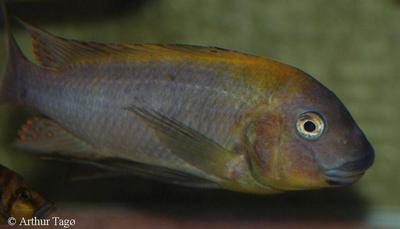 Kasakalawe Han