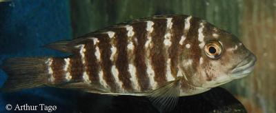 Petrochromis sp. "kipili brown"