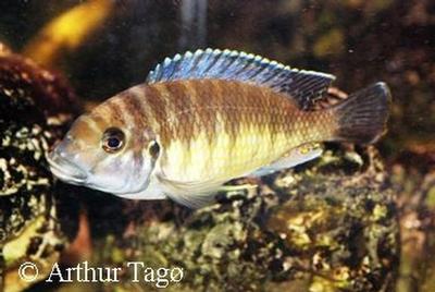 Petrochromis sp. "orthognathus ikola"