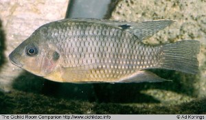 Tilapia busumana
