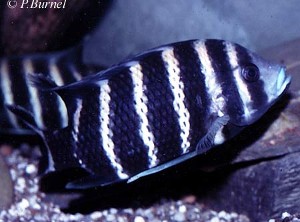 Tilapia buttikoferi