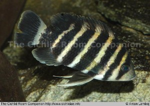 Tilapia buttikoferi