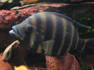 tilapia buttikoferi