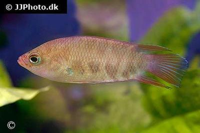 Belontia signata