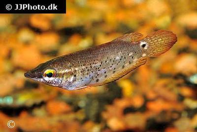 Ctenops nobilis