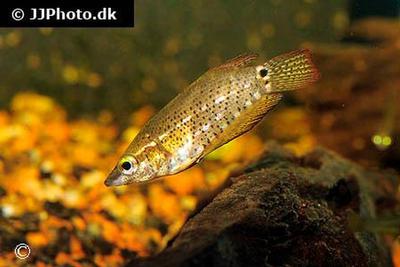 Ctenops nobilis