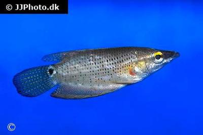 Ctenops nobilis