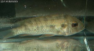 Tilapia bythobates