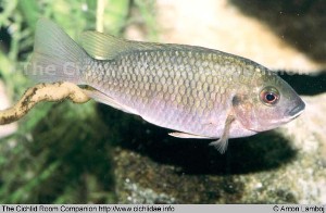 Tilapia bythobates