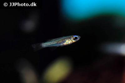 Aplocheilichthys normani