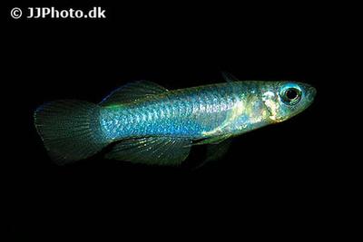 Aplocheilichthys normani