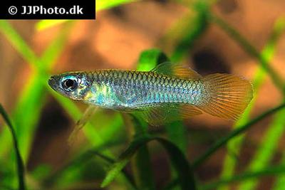 Aplocheilichthys normani