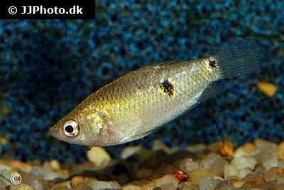 Parasphaerichthys ocellatus