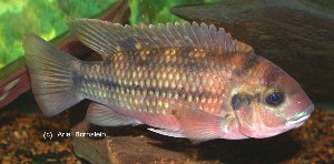 Tilapia congica